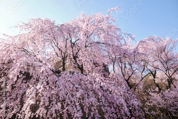 Fototapeta 長野県上田市街地に建つ、上田城跡公園の満開の桜