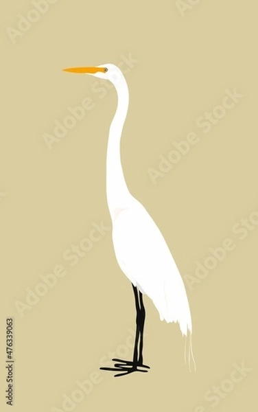 Fototapeta 목이 긴 백로