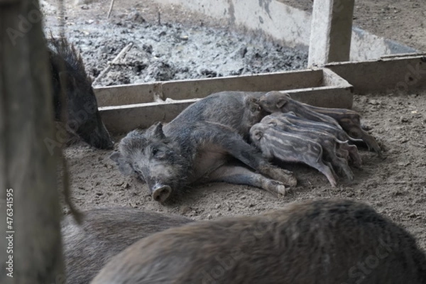 Obraz milk feeding wild boar 