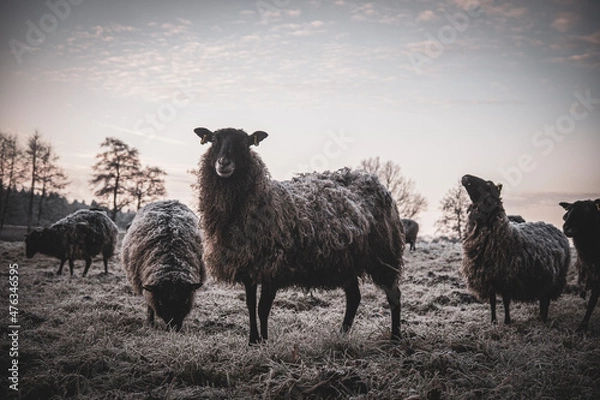 Fototapeta some black sheep standing on frosty meadow looking at camera