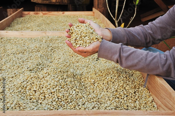 Obraz coffee bean parchment in hand