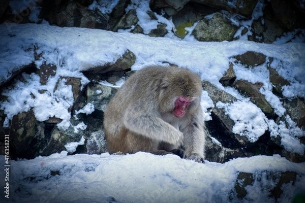 Fototapeta snow monkey
