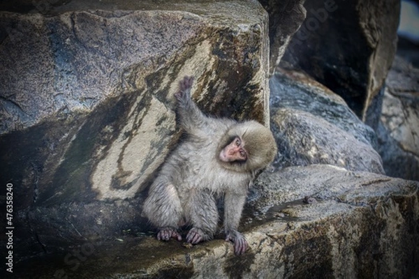 Fototapeta little monkey climbing