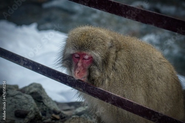 Fototapeta snow monkey sleeping