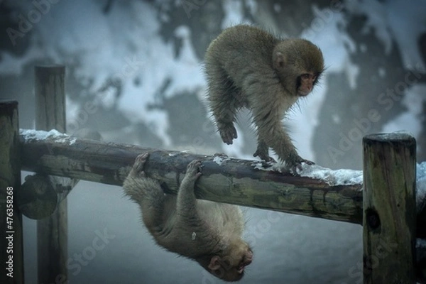 Fototapeta small monkeys playing together
