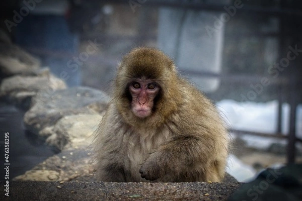 Fototapeta small monkey with a cute face