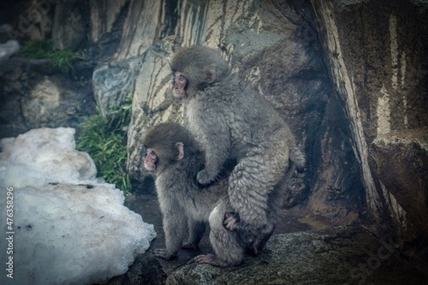 Fototapeta young monkeys playing together
