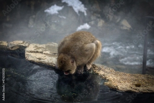 Fototapeta monkey drinking hot spring water