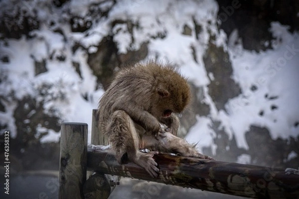 Fototapeta monkey checking his leg