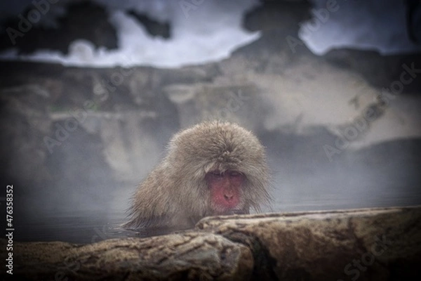 Fototapeta snow monkey enjoying hot spring