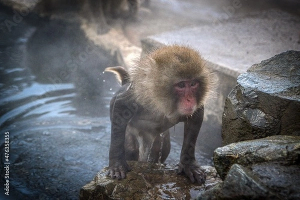 Fototapeta monkey finishing hot spring