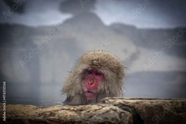 Fototapeta monkey enjoying hot spring