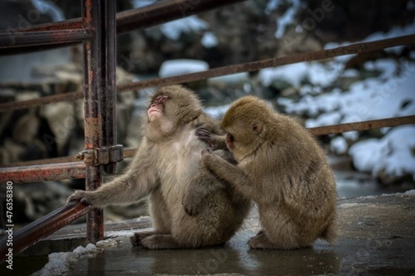 Fototapeta monkey checking each other