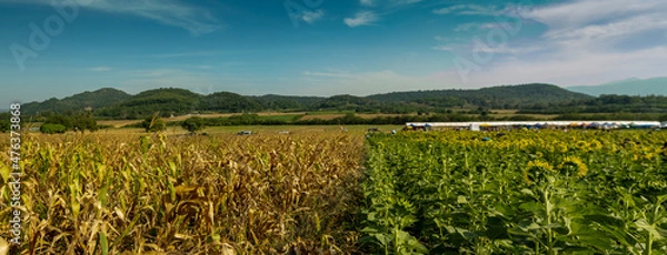 Obraz Sorghum field