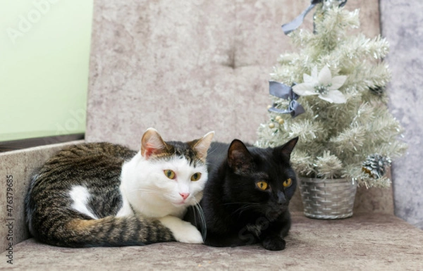Fototapeta Two cats are lying on the sofa near a small silver fir tree.