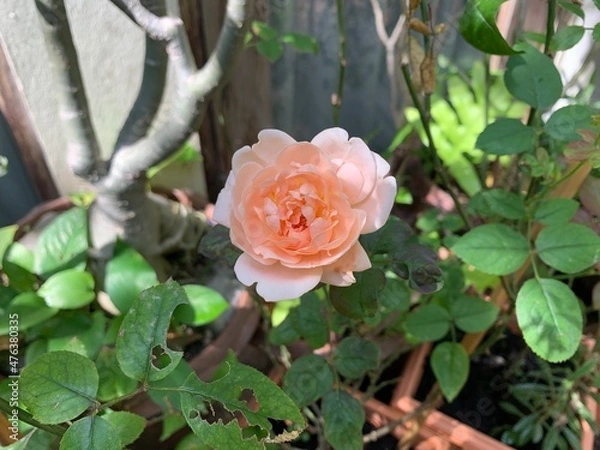 Obraz An orange rose in garden, selective focus