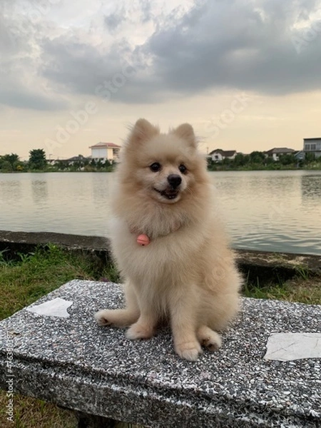 Obraz chihuahua on the beach