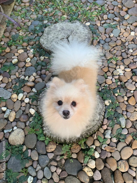 Obraz Pomeranian puppy on the grass