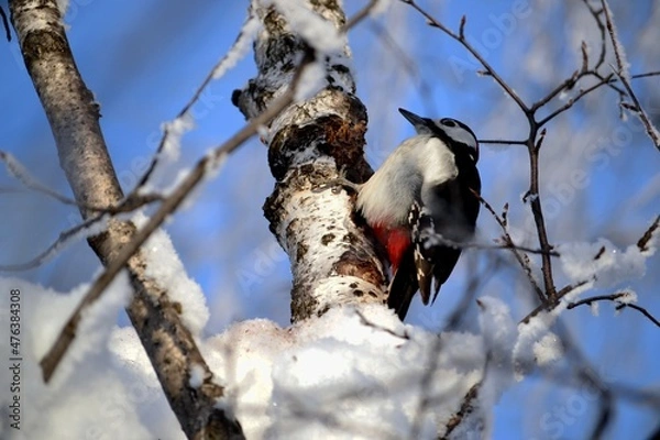 Obraz Woodpecker