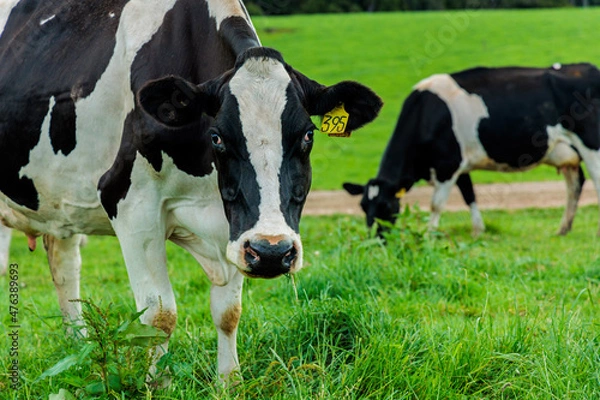 Fototapeta Dairy cow grazing in a meadow of pasture on a farm