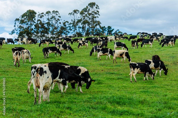 Obraz Dairy cow grazing in a meadow of pasture on a farm