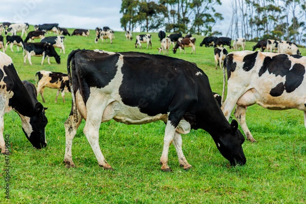 Fototapeta Dairy cow grazing in a meadow of pasture on a farm