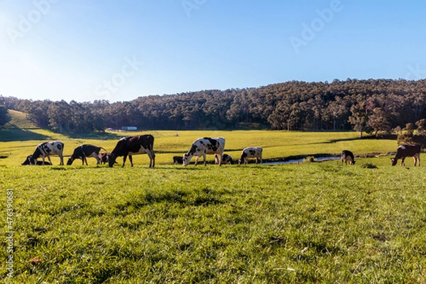 Obraz Dairy cow grazing in a meadow of pasture on a farm