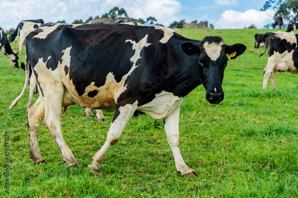 Obraz Dairy cow grazing in a meadow of pasture on a farm