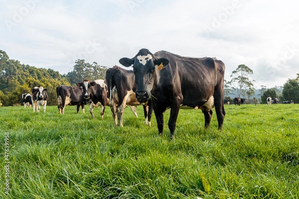Obraz Dairy cow grazing in a meadow of pasture on a farm