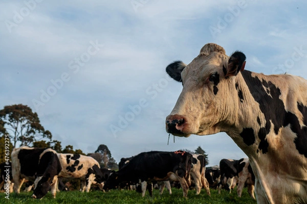 Obraz Dairy cow grazing in a meadow of pasture on a farm