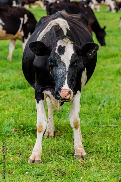 Fototapeta Dairy cow grazing in a meadow of pasture on a farm