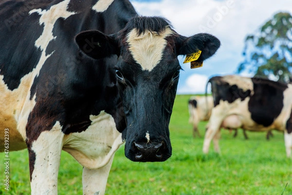 Fototapeta Dairy cow grazing in a meadow of pasture on a farm