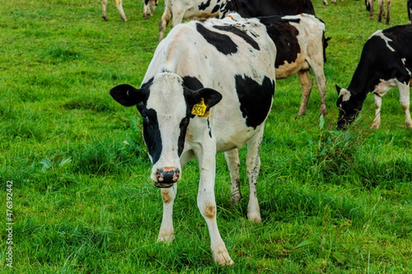 Obraz Dairy cow grazing in a meadow of pasture on a farm