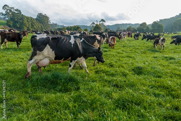 Obraz Dairy cow grazing in a meadow of pasture on a farm
