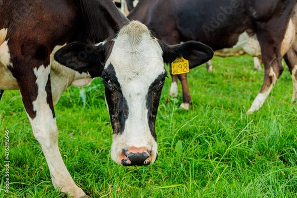 Obraz Dairy cow grazing in a meadow of pasture on a farm
