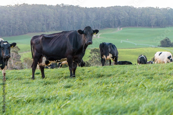 Fototapeta Dairy cow grazing in a meadow of pasture on a farm