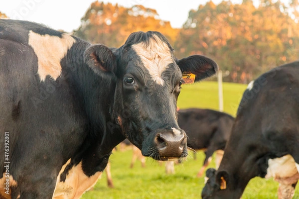 Obraz Dairy cow grazing in a meadow of pasture on a farm