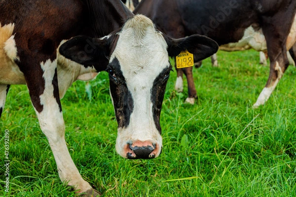 Obraz Dairy cow grazing in a meadow of pasture on a farm
