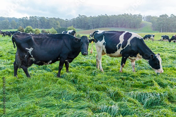 Fototapeta Dairy cow grazing in a meadow of pasture on a farm