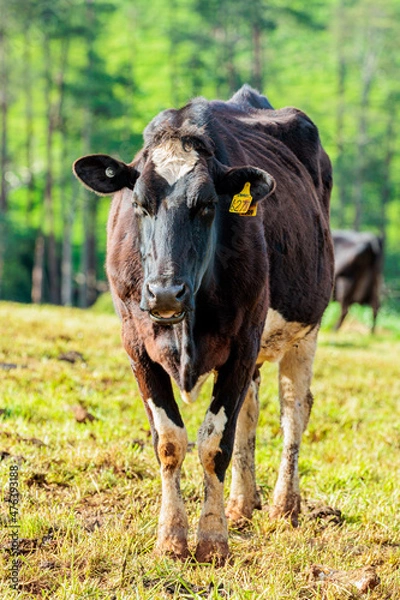 Fototapeta Dairy cow grazing in a meadow of pasture on a farm