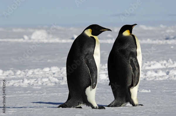 Fototapeta Para pingwinów