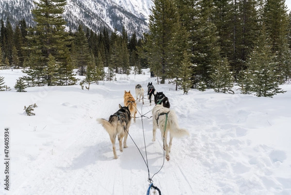 Obraz Dog sledding with huskies