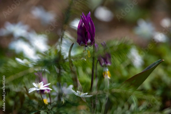 Obraz flowers in spring