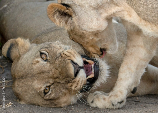 Fototapeta Close up of a lioness with cub