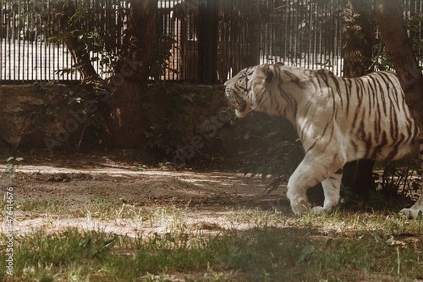 Fototapeta symbol of year, white tiger walks through the aviary, beautiful predatory animal