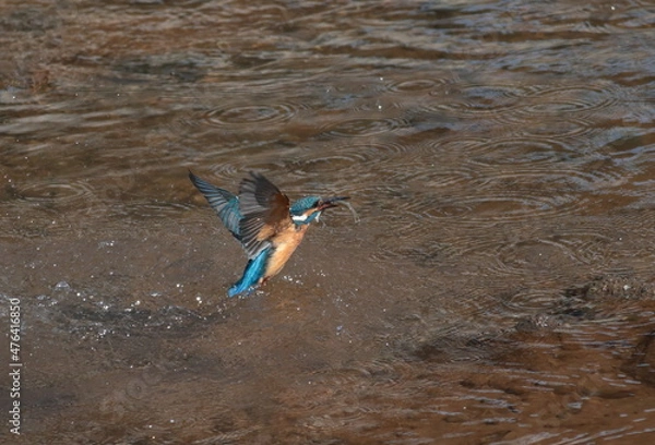 Obraz 魚を獲り離水するカワセミ