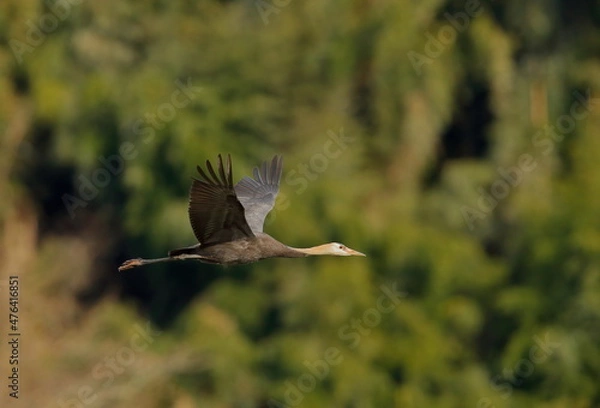 Obraz ゆったりと飛翔するナベヅルの幼鳥