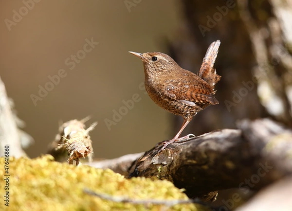 Obraz きれいな声でさえずる小鳥ミソサザイ