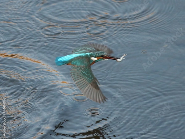 Fototapeta 魚を獲り離水するカワセミ