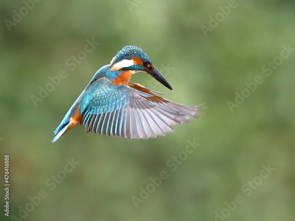 Obraz 魚を狙って上空でホバリングするカワセミ